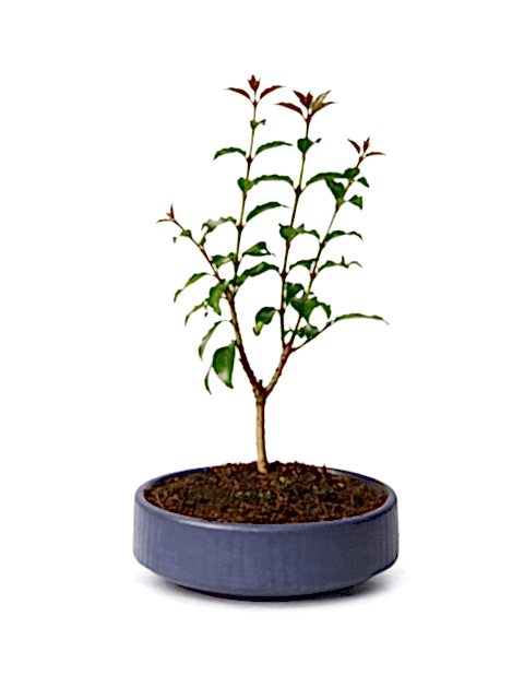 Bonsai L. Japonica - Grey Handmade Pot No: 7