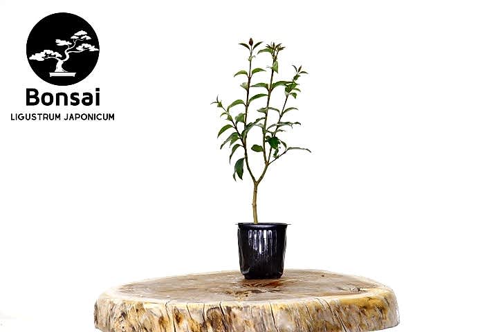 BONSAİ LİGUSTRUM JAPONİCUM - HEDİYELİK 25-30 cm
