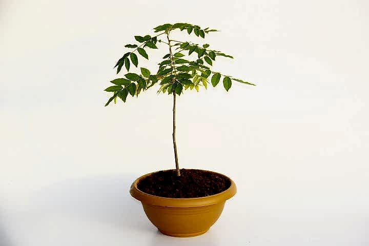 BONSAİ MOR SALKIM FİDANI HEDİYELİK