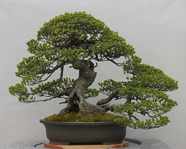 BONSAİ PİNUS SETİ (FİDAN+BONSAİ SAKSI+TOPRAK +BİTKİ BESİNİ)
