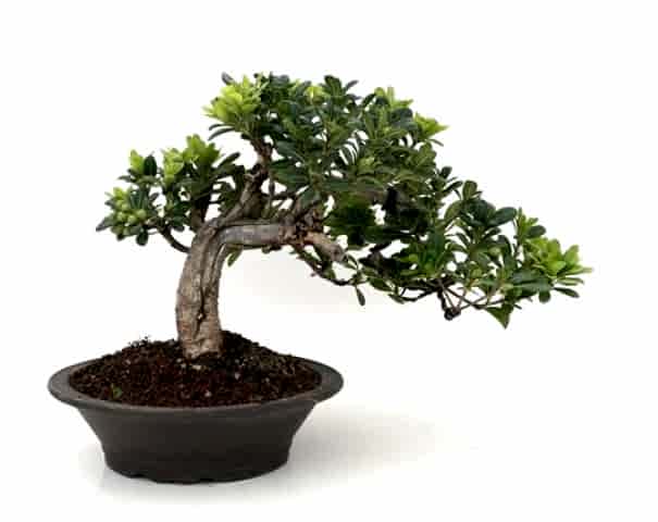BONSAİ PİTOSPORUM SETİ (FİDAN+BONSAİ SAKSI+TOPRAK +BİTKİ BESİNİ)