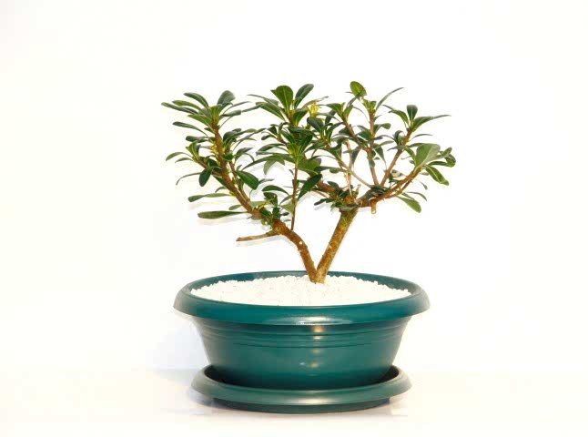 BONSAİ PİTOSPORUM YILDIZ ÇALISI - 7 YAŞINDA (Yeşil Saksı)
