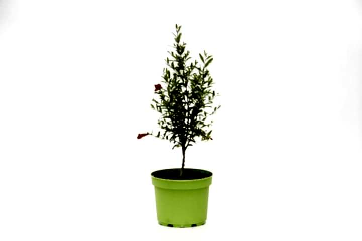 BONSAİ PUNİCA SÜS NARI - HEDİYELİK