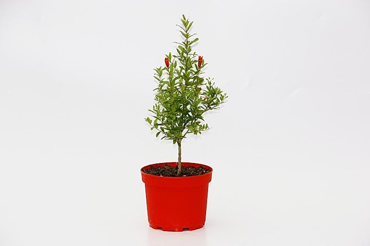 BONSAİ PUNİCA SÜS NARI - HEDİYELİK
