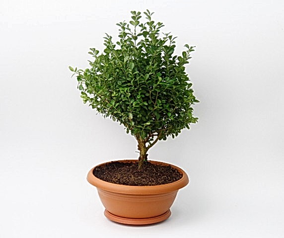 BONSAİ ŞİMŞİR FİDANI 5 ADET - HEDİYELİK EV OFİS BİTKİSİ