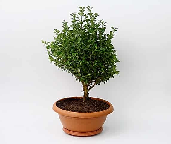 BONSAİ ŞİMŞİR FİDANI - HEDİYELİK EV OFİS BİTKİSİ