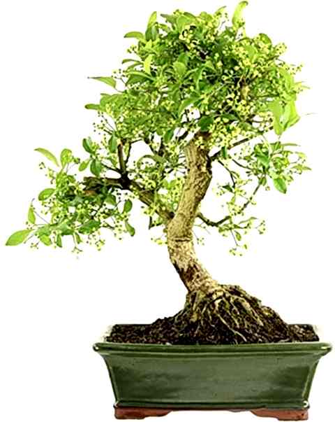 BONSAİ TAFLAN SETİ (FİDAN+BONSAİ SAKSI+TOPRAK +BİTKİ BESİNİ)