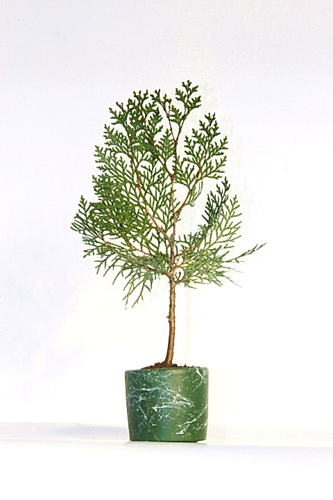 BONSAİ THUJA ORİENTALİS 2 ADET - HEDİYELİK BONSAİ (Yeşil Saksı)