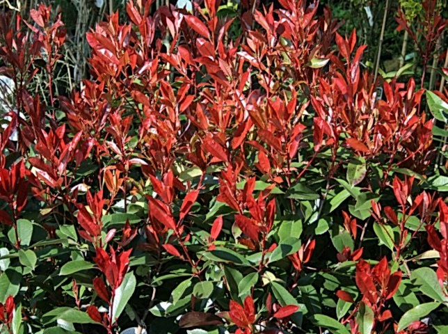 BOYLU ALEV AĞACI 3 ADET - KIRMIZI ÇİT BİTKİSİ