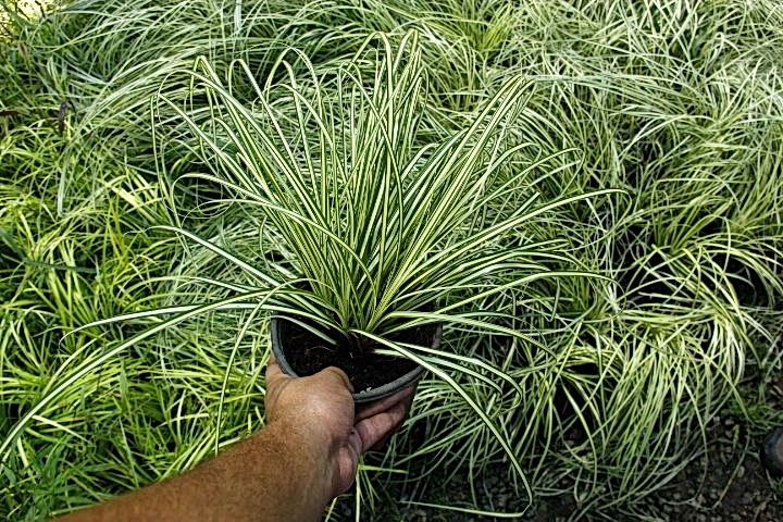 CAREX EVERGOLD 10 ADET - ÇOK YILLIK OTSU BİTKİ