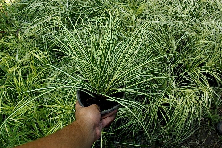 CAREX EVERGOLD 20 ADET - ÇOK YILLIK OTSU BİTKİ
