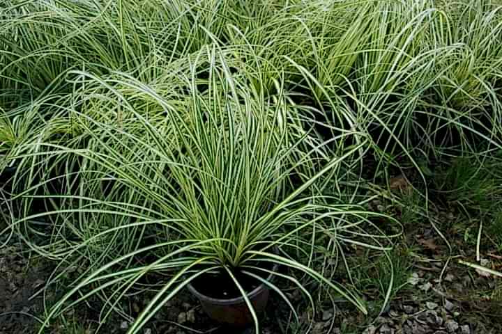 CAREX EVERGOLD 3 ADET - ÇOK YILLIK OTSU BİTKİ