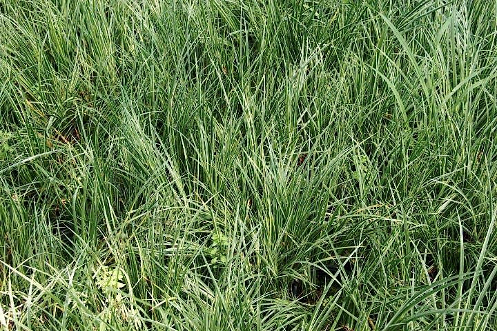 CAREX EVERGOLD 3 ADET - ÇOK YILLIK OTSU BİTKİ
