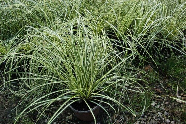 CAREX EVERGOLD 3 ADET - ÇOK YILLIK OTSU BİTKİ