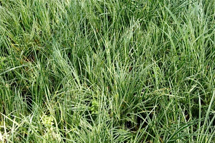CAREX EVERGOLD 3 ADET - ÇOK YILLIK OTSU BİTKİ
