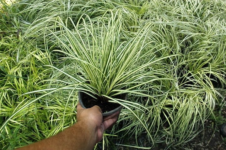 CAREX EVERGOLD 5 ADET - ÇOK YILLIK OTSU BİTKİ