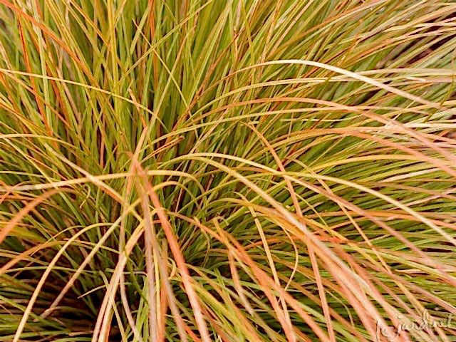 CAREX TESTECEA 5 ADET - OTSU YER ÖRTÜCÜ BİTKİ