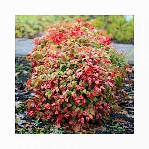 CENNET BAMBUSU 3 ADET - Nandina Domestica