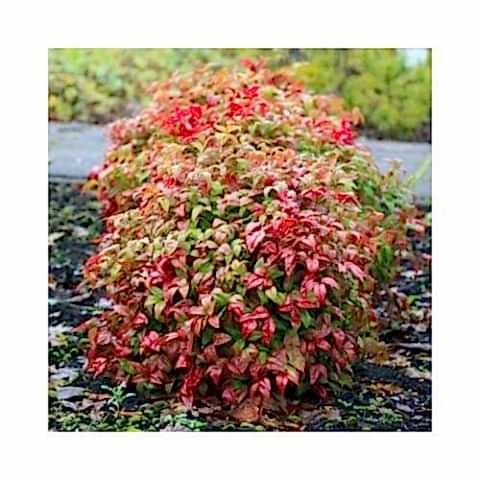 CENNET BAMBUSU 5 ADET - Nandina Domestica