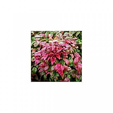 CENNET BAMBUSU - Nandina Domestica