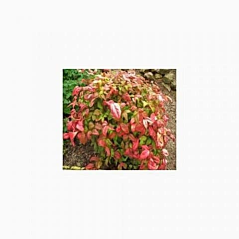 CENNET BAMBUSU - Nandina Domestica