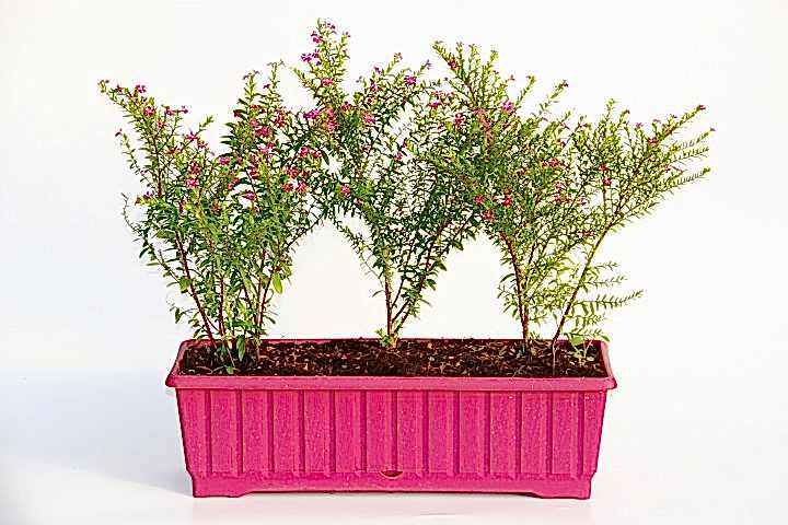 CENNET ÇİÇEĞİ 2 ADET - PEMBE BALKON SAKSISINDA