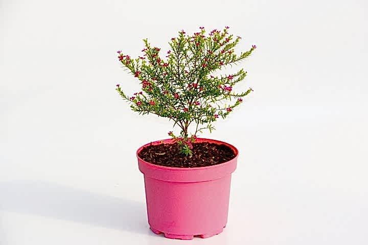 CENNET ÇİÇEĞİ 2 ADET - PEMBE SAKSIDA HEDİYELİK