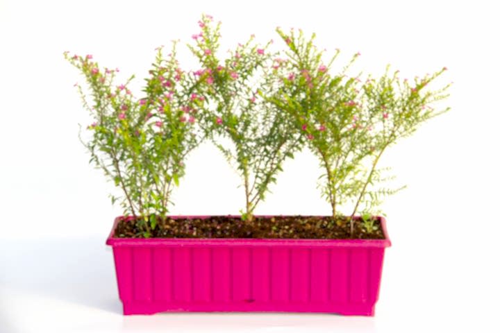CENNET ÇİÇEĞİ - PEMBE BALKON SAKSISINDA