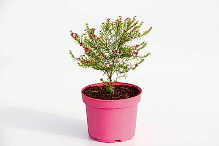 CENNET ÇİÇEĞİ - PEMBE SAKSIDA HEDİYELİK