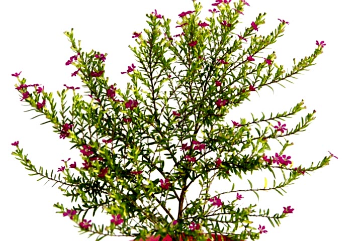CENNET ÇİÇEĞİ - PEMBE SAKSIDA HEDİYELİK