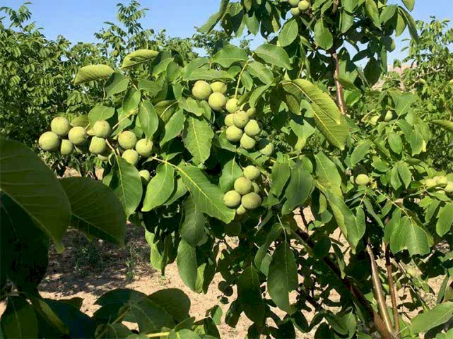 CHANDLER CEVİZ FİDANI 3 YAŞ SAKSILI