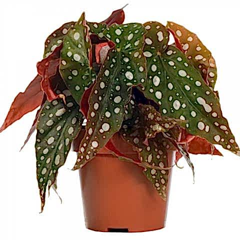 Çilli  Begonya – Begonia Maculata