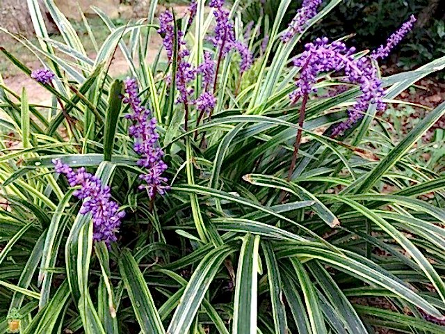 ÇİM ZAMBAĞI 3 ADET 'Liriope Muscari Variegata'