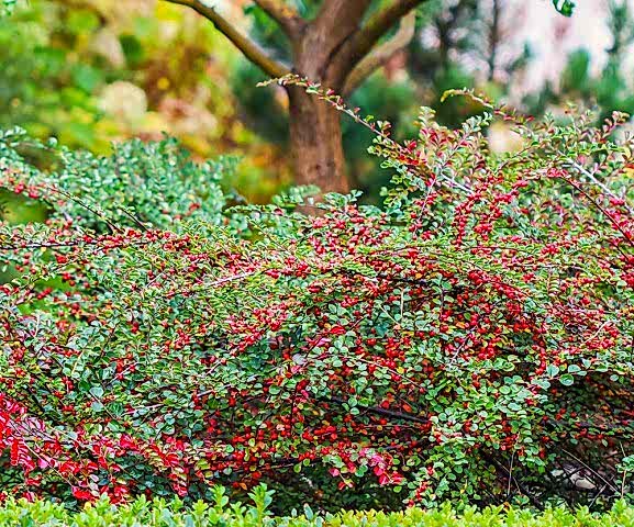COTONEASTER HORİZONTALİS - YAYILICI DAĞ MUŞMULASI
