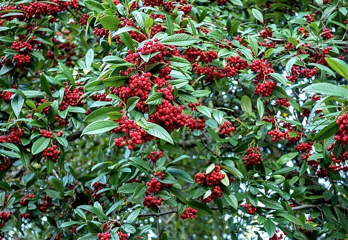 COTONEASTER SALİCİFOLİUS 3 ADET - HERDEM YEŞİL DAĞ MUŞMULASI