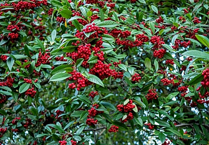 COTONEASTER SALİCİFOLİUS - HERDEM YEŞİL DAĞ MUŞMULASI