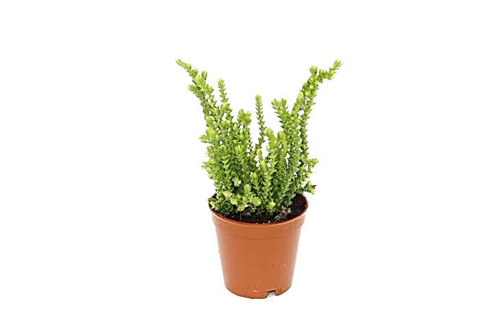 Crassula Muscosa - 10 Adet SUKULENT - TERARYUM BİTKİSİ