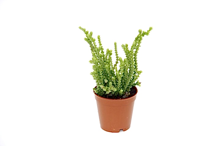 Crassula Muscosa - 5 Adet SUKULENT - TERARYUM BİTKİSİ