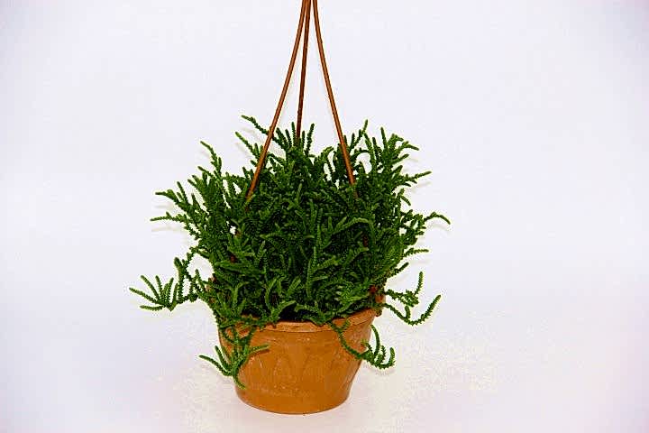 CRASSULA MUSCOSA SUKULENT 2 ADET - ASKILI SAKSIDA HEDİYELİK