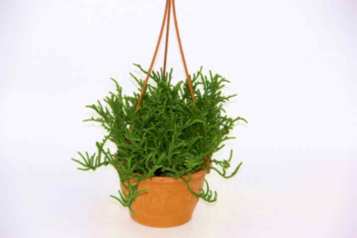 CRASSULA MUSCOSA SUKULENT 3 ADET - ASKILI SAKSIDA HEDİYELİK