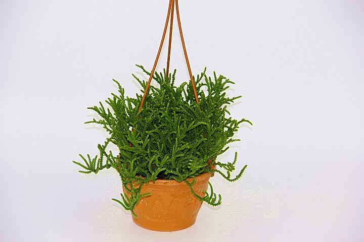 CRASSULA MUSCOSA SUKULENT - ASKILI SAKSIDA HEDİYELİK