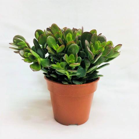 Crassula Ovata - Para ve Şans Bitkisi - 10 ADET SUKULENT - TERARY