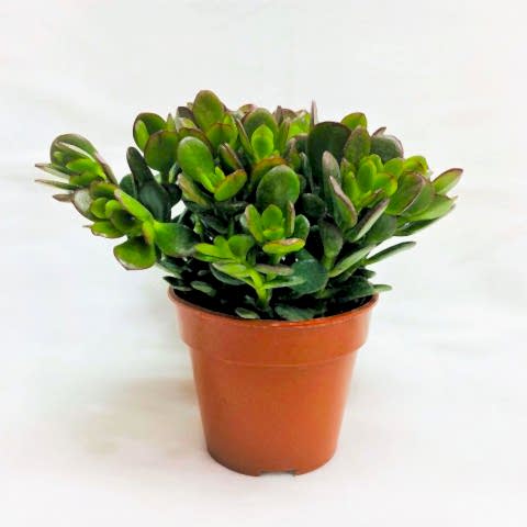 Crassula Ovata - Para ve Şans Bitkisi - 20 ADET SUKULENT