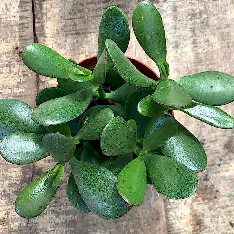 Crassula Ovata - Para ve Şans Bitkisi - 5 ADET SUKULENT - TERARY