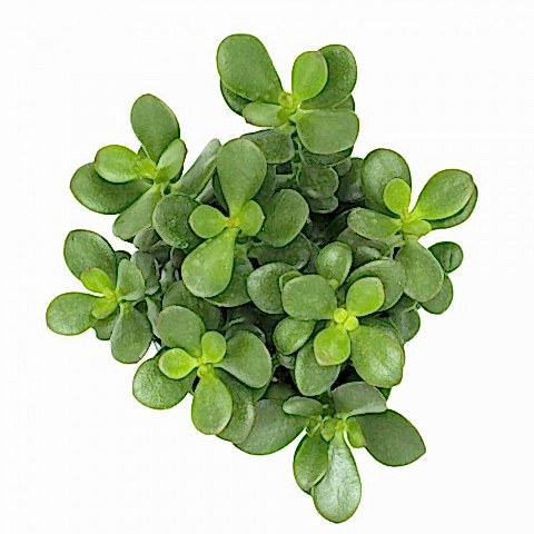Crassula Ovata - Para ve Şans Bitkisi - 5 ADET SUKULENT - TERARY