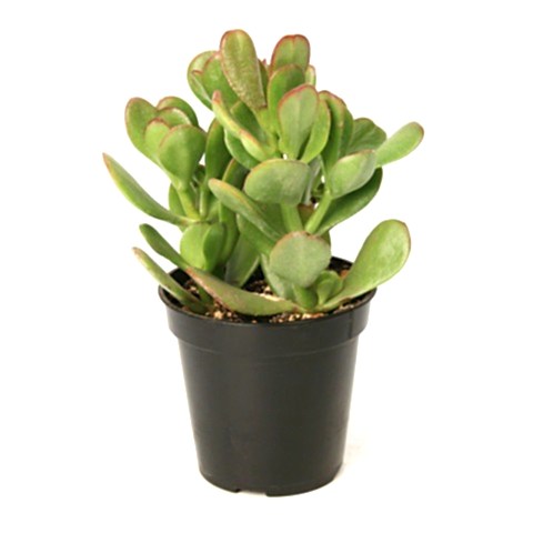 Crassula Ovata - Para ve Şans Bitkisi - 5 ADET SUKULENT - TERARY