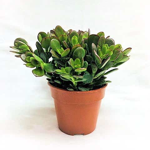 Crassula Ovata - Para ve Şans Bitkisi - 50 ADET SUKULENT