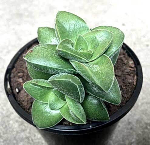 Crassula Springtime - 5 ADET SUKULENT - TERARYUM BİTKİSİ