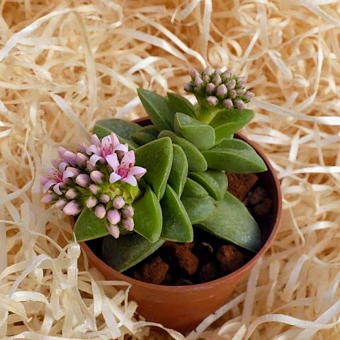Crassula Springtime - 50 ADET SUKULENT - TERARYUM BİTKİSİ