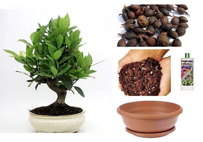 DEFNE AĞACI BONSAİ EKİM SETİ (TOHUM,TOPRAK,SAKSI,BİTKİ BESİNİ)